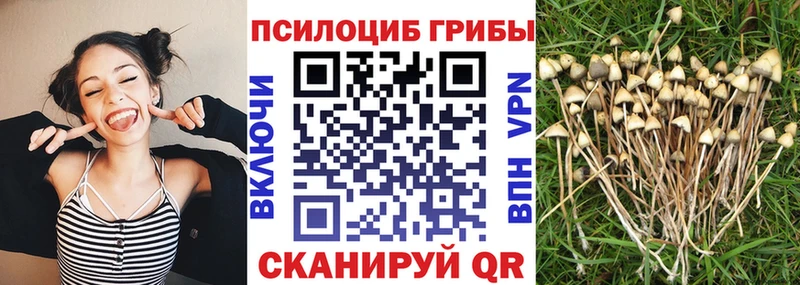 kraken ССЫЛКА  Астрахань  Псилоцибиновые грибы Cubensis 
